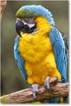 BlueYellowMacaw_StAugustine_2008Jan_E0K2752 copy