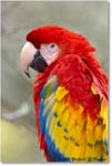 ScarletMacaw_StAugustine_2008Jan_E0K2753 copy