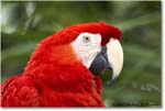 ScarletMacaw_StAugustine_2008Jan_E0K2756 copy
