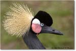 WestAfricanCrownedCrane_StAugustine_2008Jan_E0K2707 copy