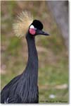 WestAfricanCrownedCrane_StAugustine_2008Jan_E0K2734 copy