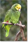 YellowheadedParrot_StAugustine_2008Jan_E0K2779 copy