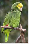 YellowheadedParrot_StAugustine_2008Jan_E0K2785 copy