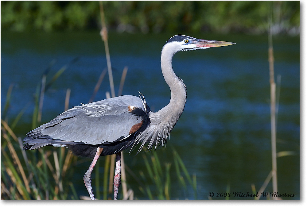GreatBlueHeron_VeniceRookery_2008Jan08JA0916 copy