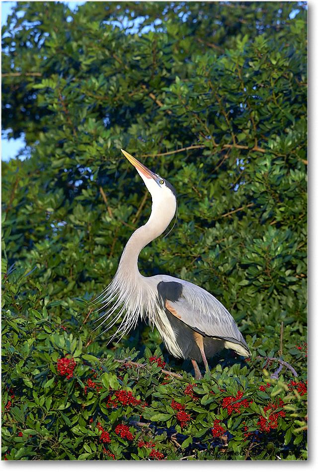 GreatBlueHeron_VeniceRookery_2008Jan_E0K6853 copy