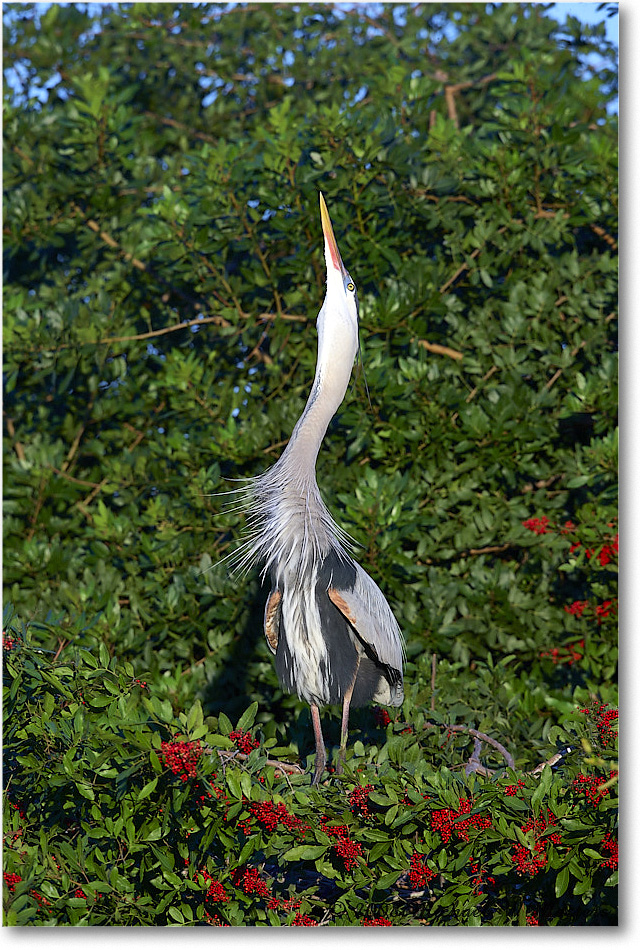 GreatBlueHeron_VeniceRookery_2008Jan_E0K6858 copy