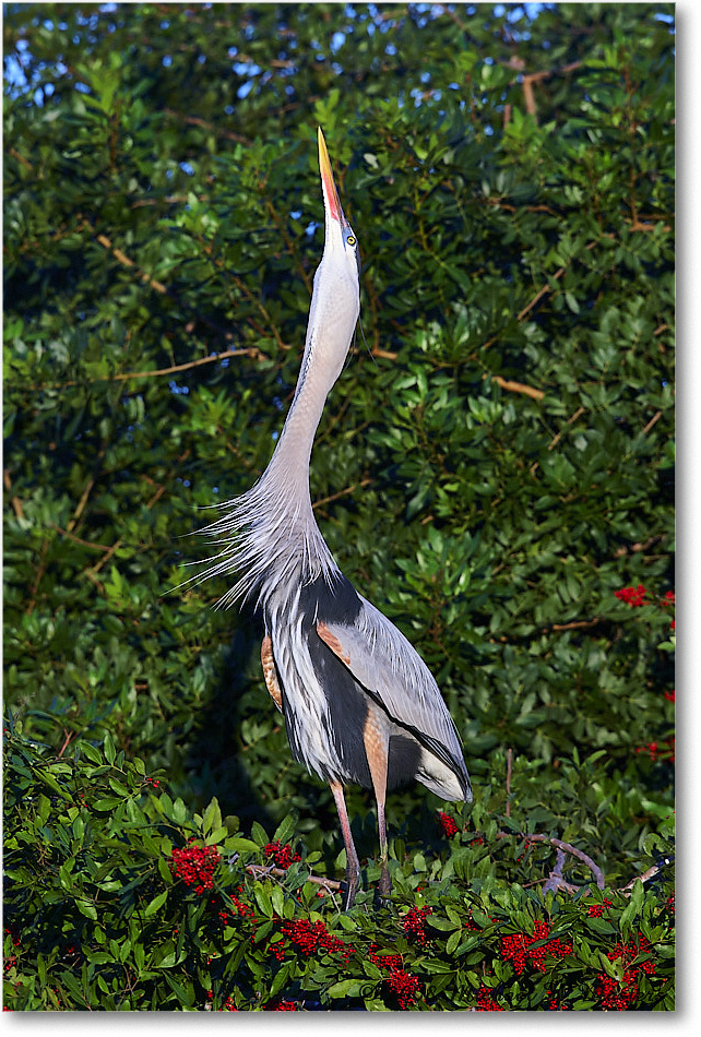 GreatBlueHeron_VeniceRookery_2008Jan_E0K6859 copy