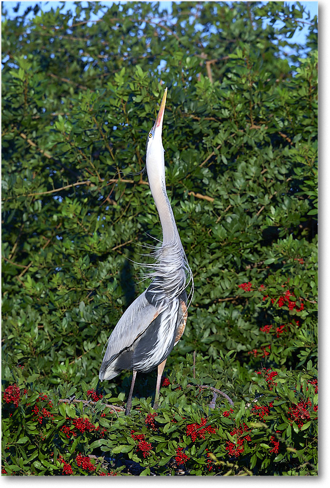 GreatBlueHeron_VeniceRookery_2008Jan_E0K6861 copy