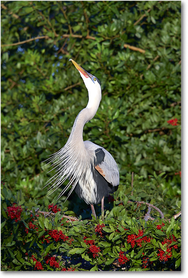 GreatBlueHeron_VeniceRookery_2008Jan_E0K6867 copy