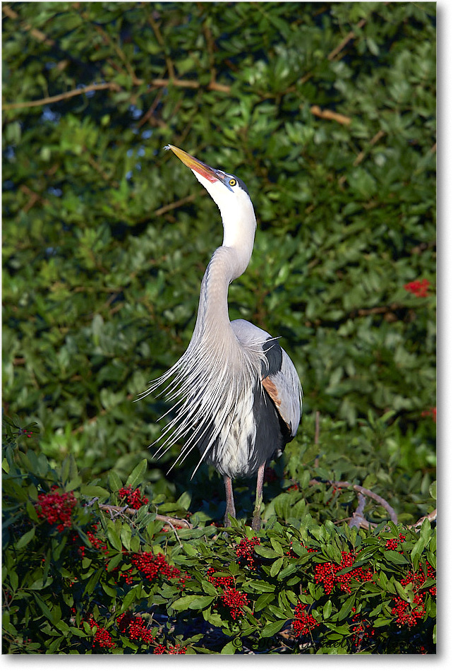 GreatBlueHeron_VeniceRookery_2008Jan_E0K6868 copy