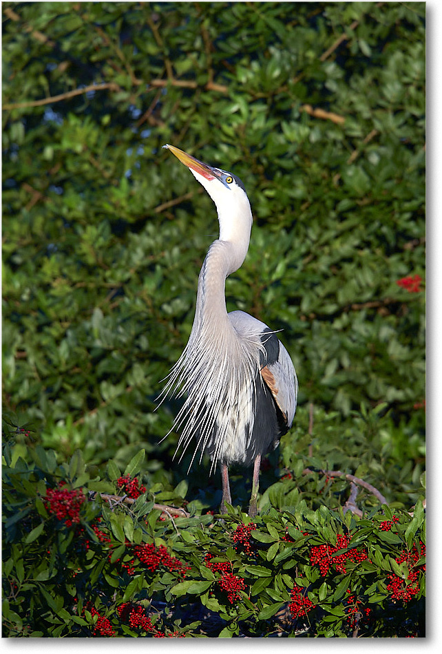 GreatBlueHeron_VeniceRookery_2008Jan_E0K6870 copy