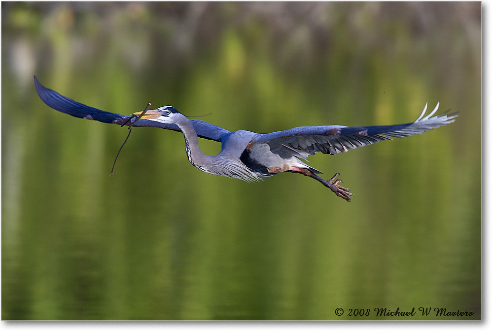 GreatBlueHeron_VeniceRookery_2008Jan_E0K6889 copy
