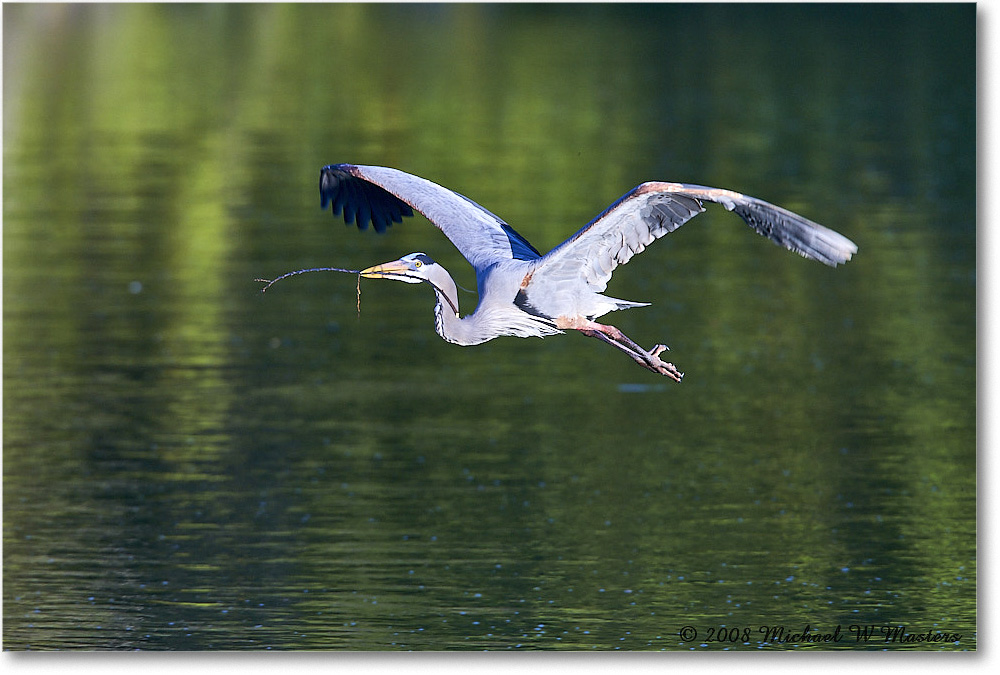 GreatBlueHeron_VeniceRookery_2008Jan_E0K6927 copy