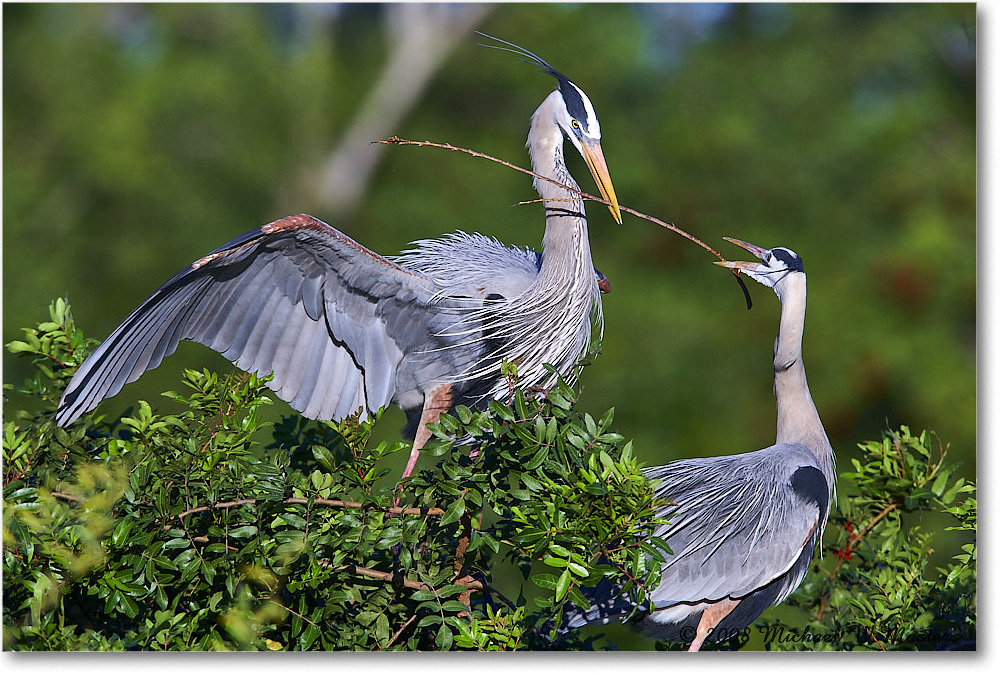 GreatBlueHeron_VeniceRookery_2008Jan_E0K6945 copy