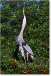 GreatBlueHeron_VeniceRookery_2008Jan_E0K6859 copy
