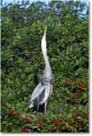 GreatBlueHeron_VeniceRookery_2008Jan_E0K6860 copy