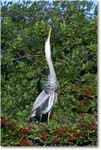 GreatBlueHeron_VeniceRookery_2008Jan_E0K6861 copy