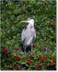 GreatBlueHeron_VeniceRookery_2008Jan_E0K6864 copy