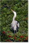 GreatBlueHeron_VeniceRookery_2008Jan_E0K6868 copy
