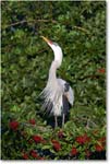 GreatBlueHeron_VeniceRookery_2008Jan_E0K6869 copy