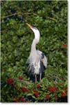 GreatBlueHeron_VeniceRookery_2008Jan_E0K6870 copy