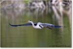 GreatBlueHeron_VeniceRookery_2008Jan_E0K6920 copy