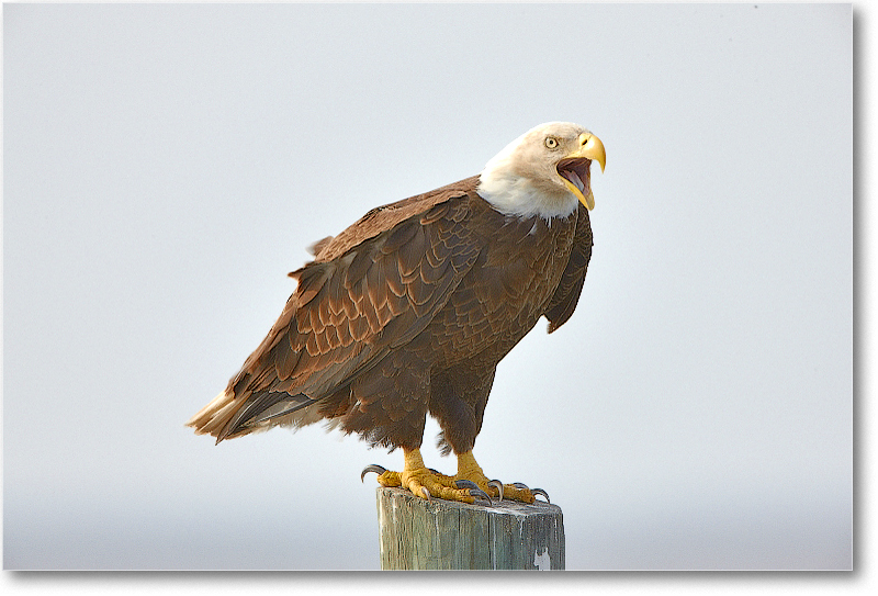 BaldEagle-JoeOverstreetRdFL-2011Feb_S3A6472 copy
