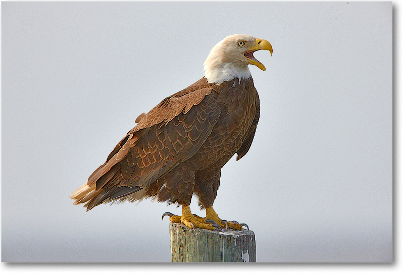 BaldEagle-JoeOverstreetRdFL-2011Feb_S3A6476 copy