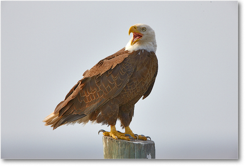 BaldEagle-JoeOverstreetRdFL-2011Feb_S3A6479 copy