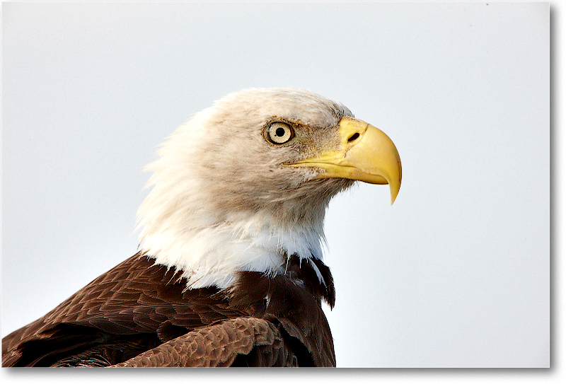 BaldEagle-JoeOverstreetRdFL-2011Feb_S3A6560 copy