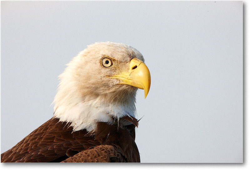 BaldEagle-JoeOverstreetRdFL-2011Feb_S3A6561 copy