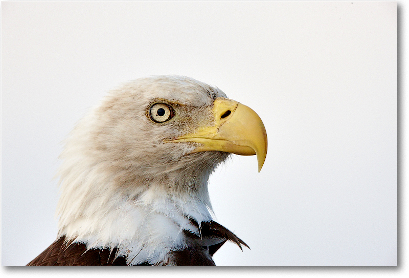 BaldEagle-JoeOverstreetRdFL-2011Feb_S3A6583 copy