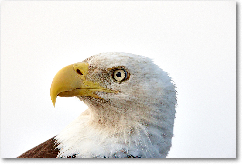 BaldEagle-JoeOverstreetRdFL-2011Feb_S3A6587 copy