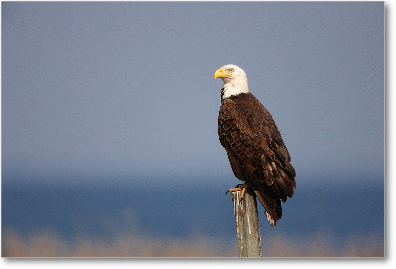 BaldEagle-JoeOverstreetRdFL-2011Feb_S3A6780 copy