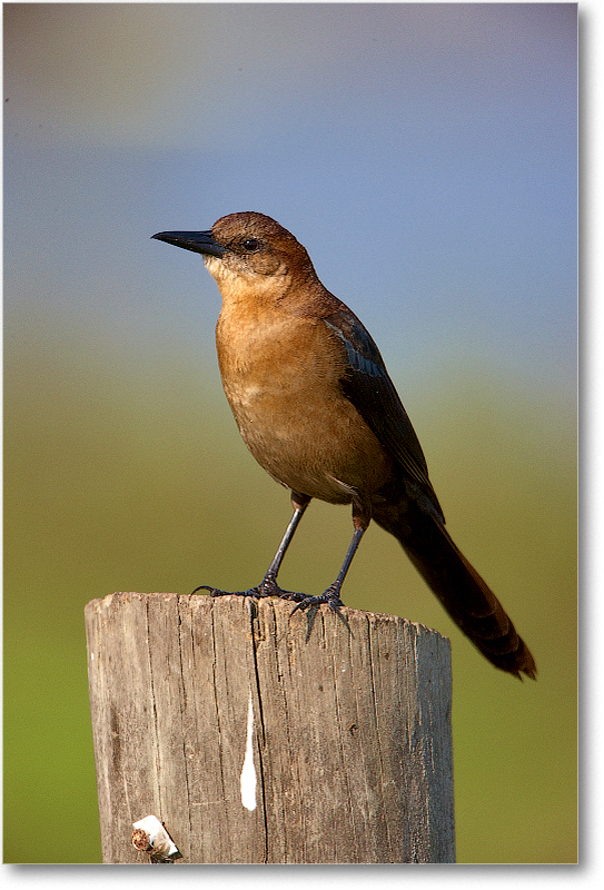 BoatTailedGrackleFemale-JoeOverstreetRdFL-2011Feb_S3A6736 copy