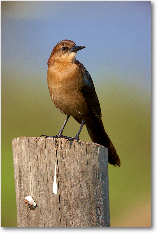 BoatTailedGrackleFemale-JoeOverstreetRdFL-2011Feb_S3A6756 copy