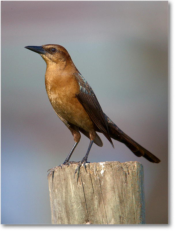 BoatTailedGrackleFemale-JoeOverstreetRdFL-2011Feb_S3A6761 copy