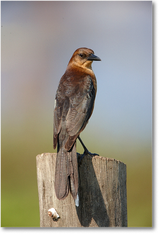 BoatTailedGrackleFemale-JoeOverstreetRdFL-2011Feb_S3A6763 copy