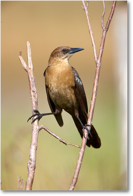 BoatTailedGrackleFemale-JoeOverstreetRdFL-2011Feb_S3A6775 copy
