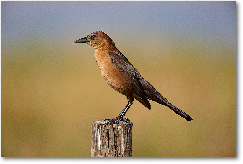 BoatTailedGrackleFemale-JoeOverstreetRdFL-2011Feb_S3A6805 copy