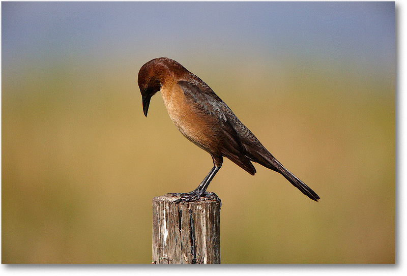 BoatTailedGrackleFemale-JoeOverstreetRdFL-2011Feb_S3A6806 copy