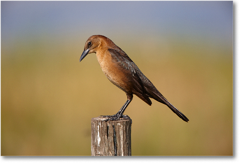 BoatTailedGrackleFemale-JoeOverstreetRdFL-2011Feb_S3A6808 copy