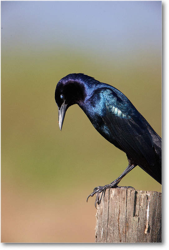 BoatTailedGrackleMale-JoeOverstreetRdFL-2011Feb_S3A6719 copy