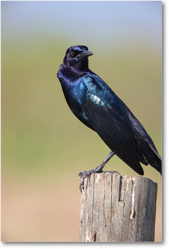 BoatTailedGrackleMale-JoeOverstreetRdFL-2011Feb_S3A6721 copy