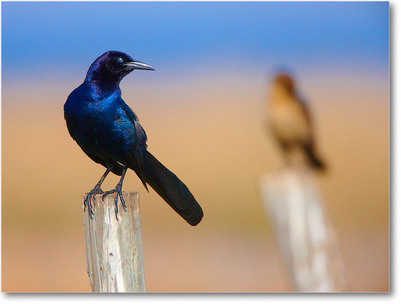 BoatTailedGrackleMale-JoeOverstreetRdFL-2011Feb_S3A6789 copy
