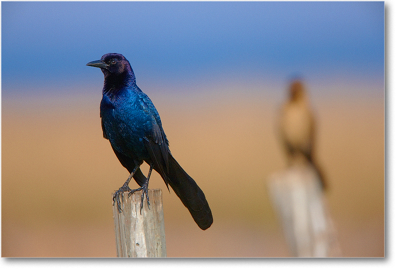BoatTailedGrackleMale-JoeOverstreetRdFL-2011Feb_S3A6796 copy