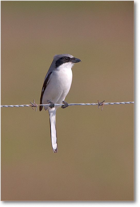 LoggerheadShrike-JoeOverstreetRdFL-2011Feb_S3A6397 copy