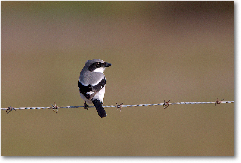LoggerheadShrike-JoeOverstreetRdFL-2011Feb_S3A6403 copy