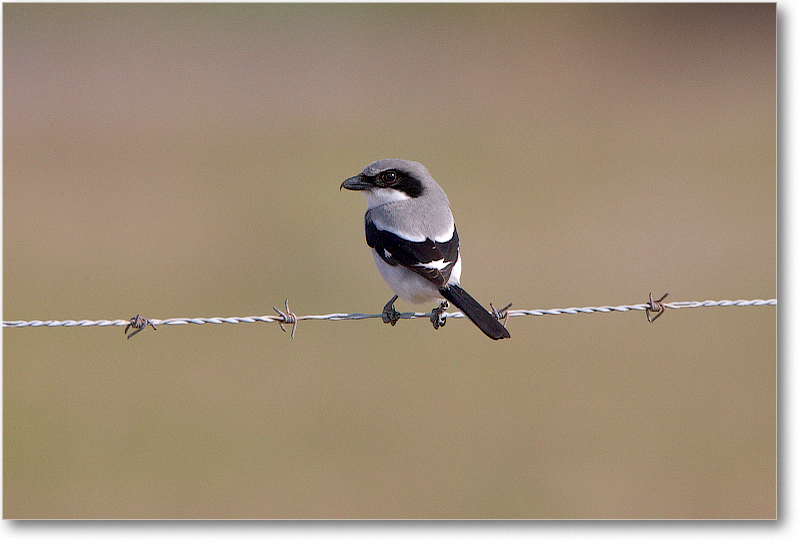 LoggerheadShrike-JoeOverstreetRdFL-2011Feb_S3A6407 copy