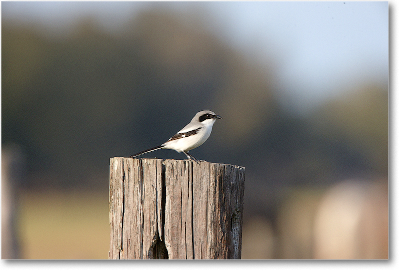LoggerheadShrike-JoeOverstreetRdFL-2011Feb_S3A6598 copy